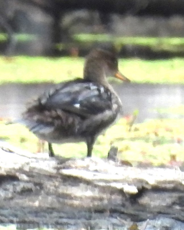 Сэвгэр бохио - ML624808143