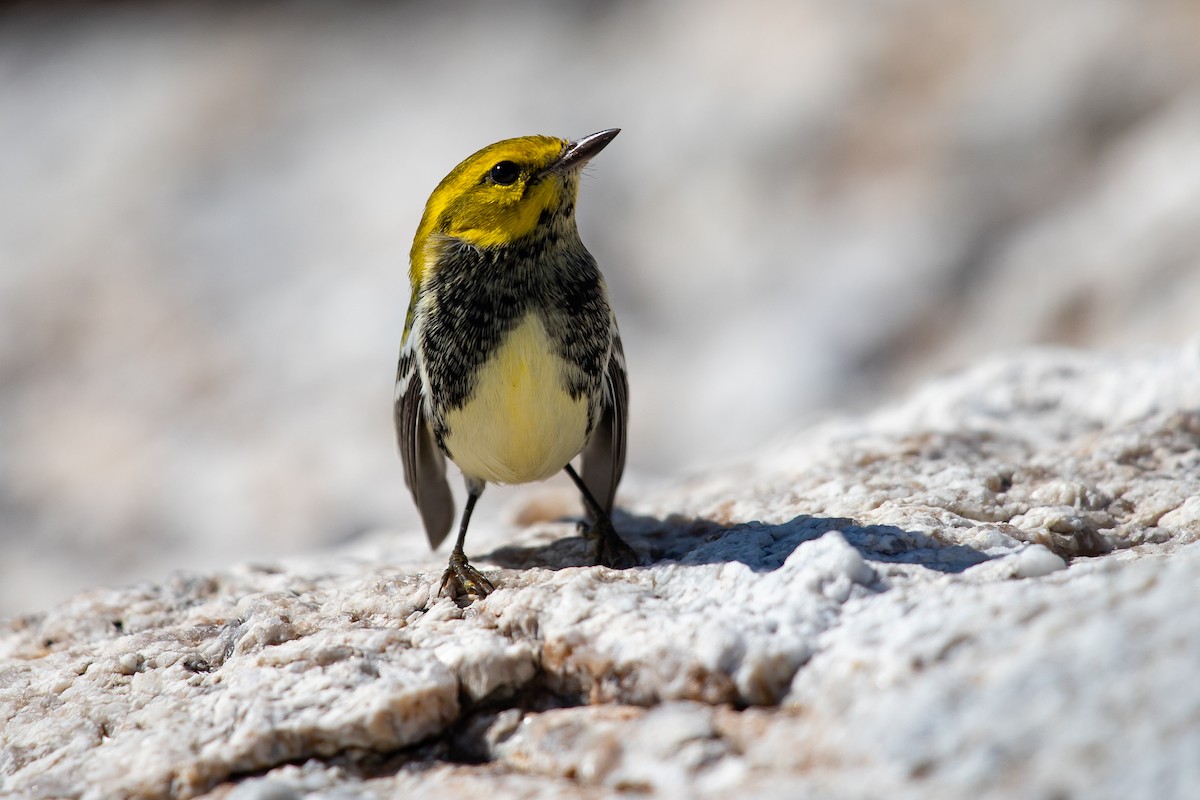 Black-throated Green Warbler - ML624808147