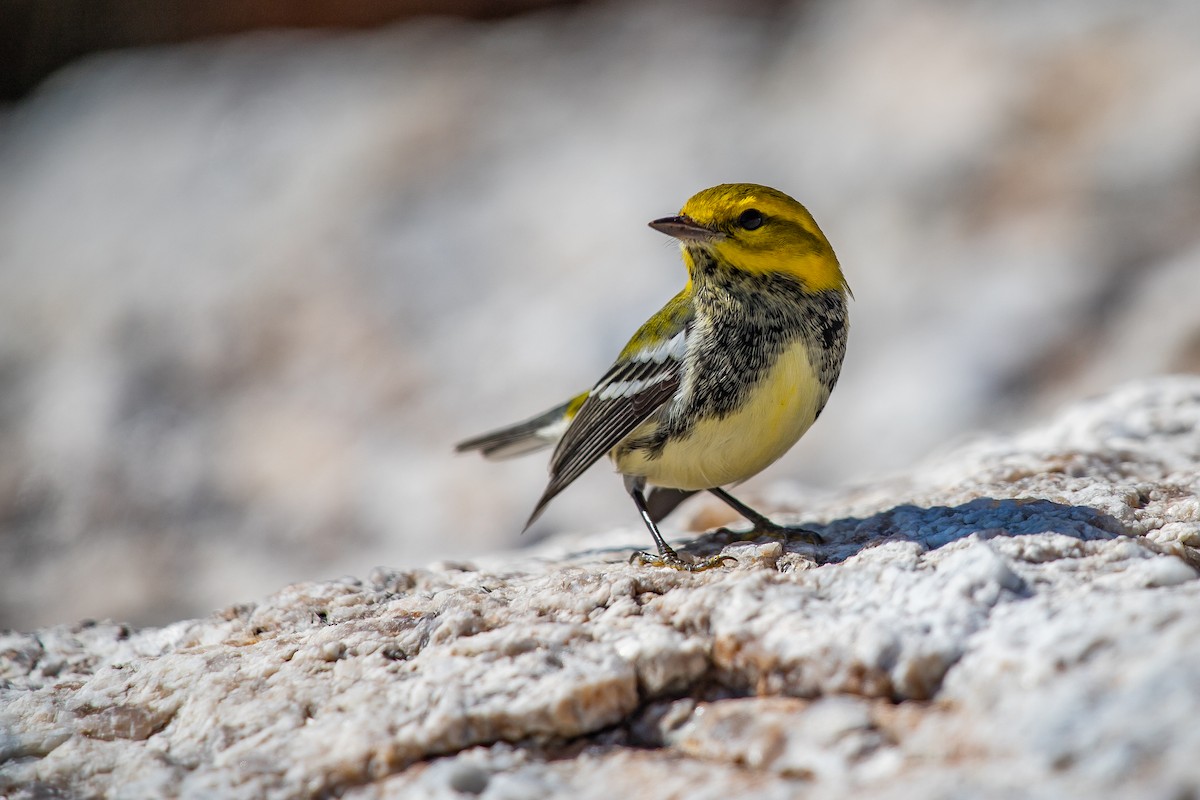 Black-throated Green Warbler - ML624808148