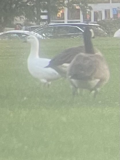 Ross's Goose - Robert Qually
