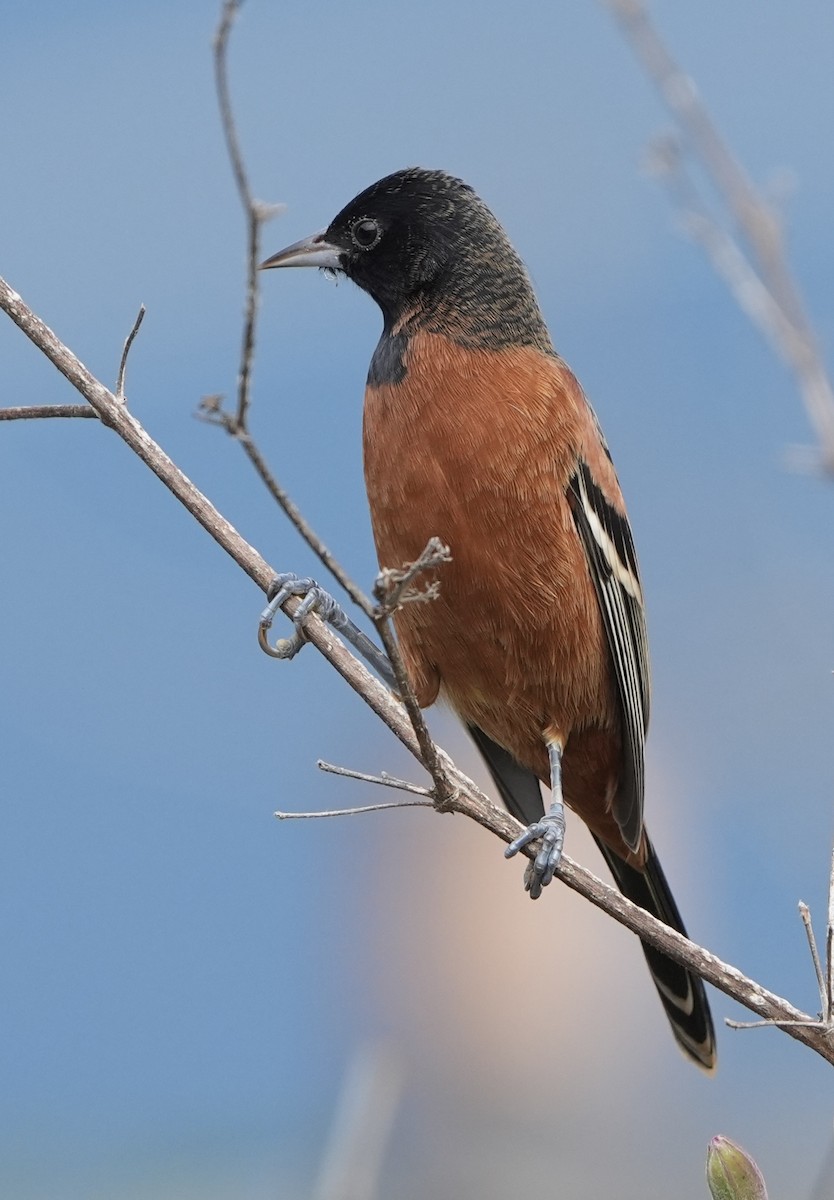 Orchard Oriole - ML624808709