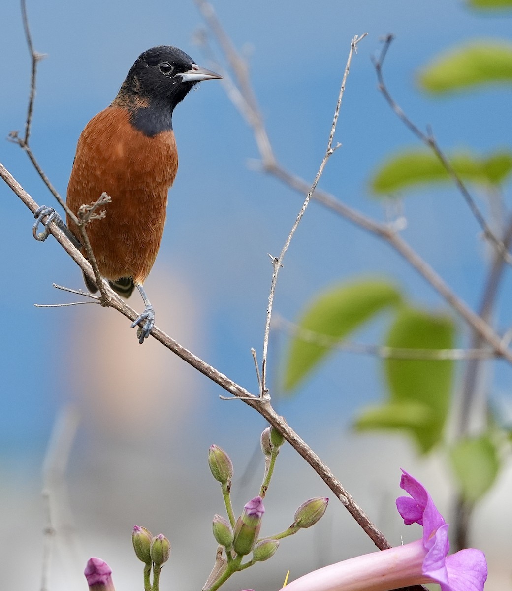 Orchard Oriole - ML624808710