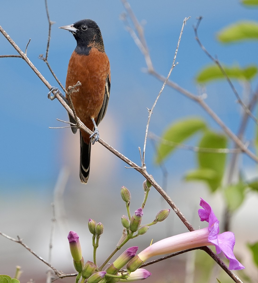 Orchard Oriole - ML624808711