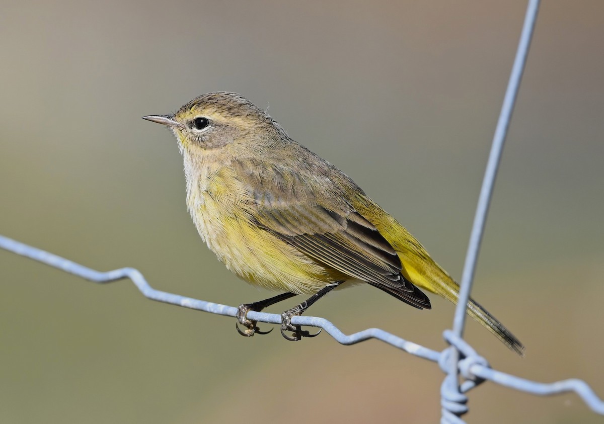 Palm Warbler - ML624809260