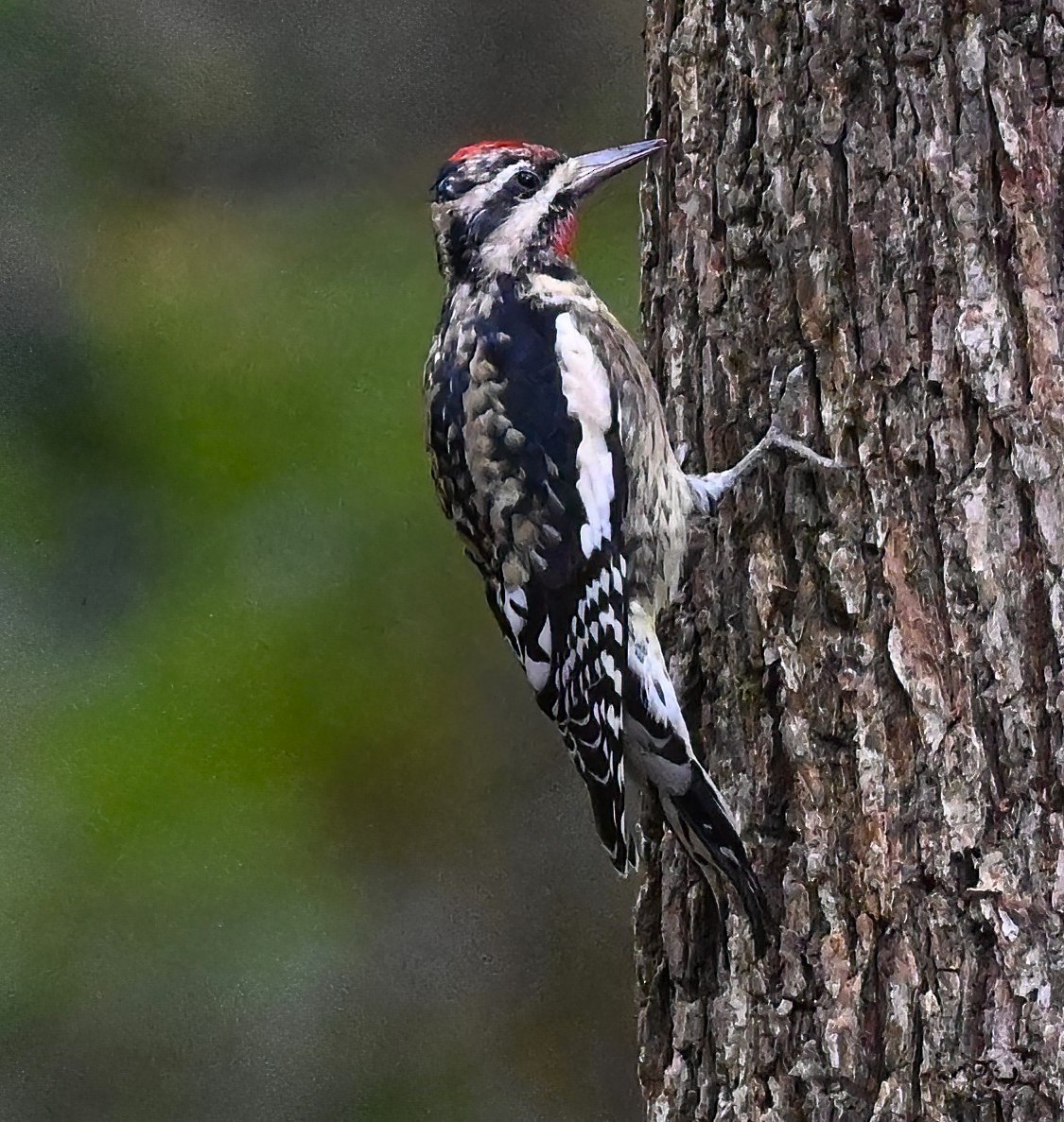 Yellow-bellied Sapsucker - ML624809338