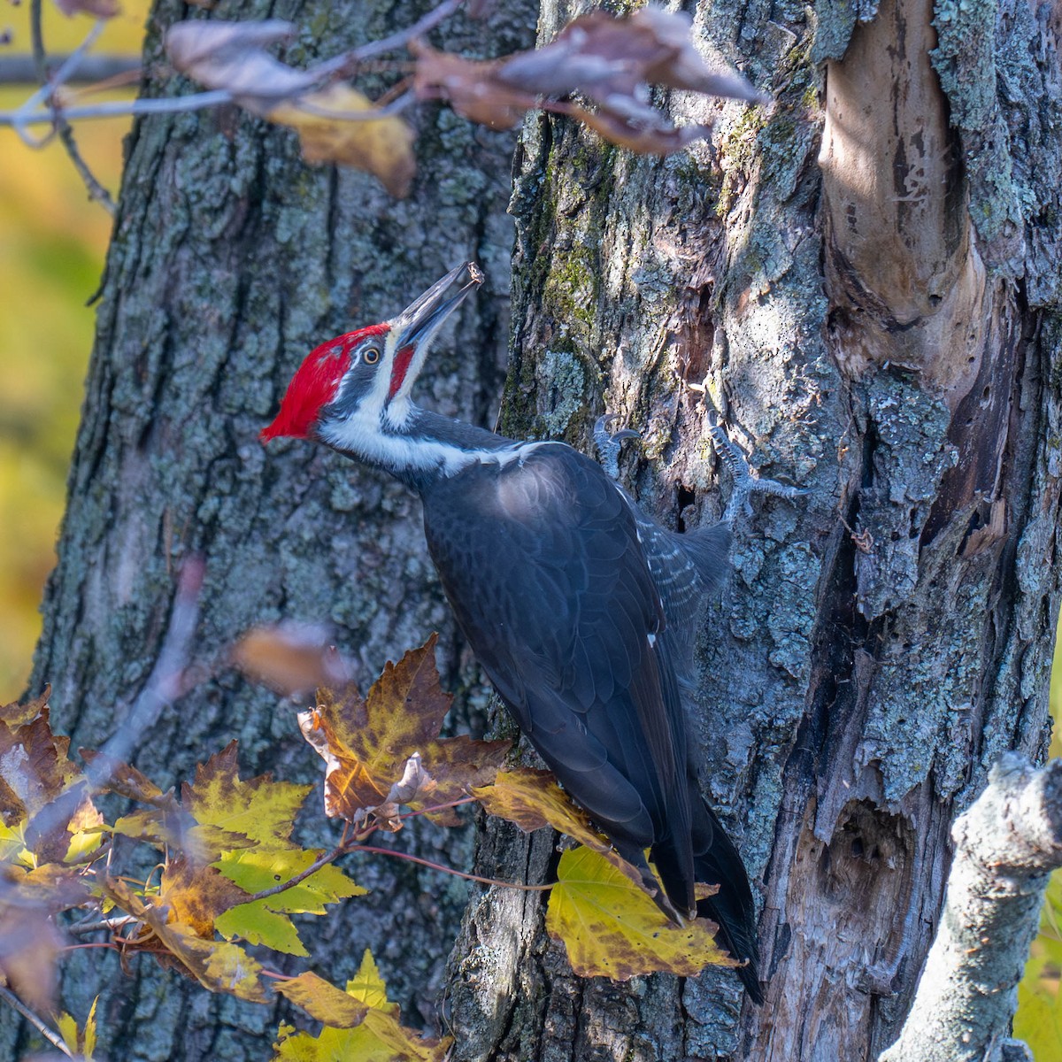 Pileated Woodpecker - ML624809445
