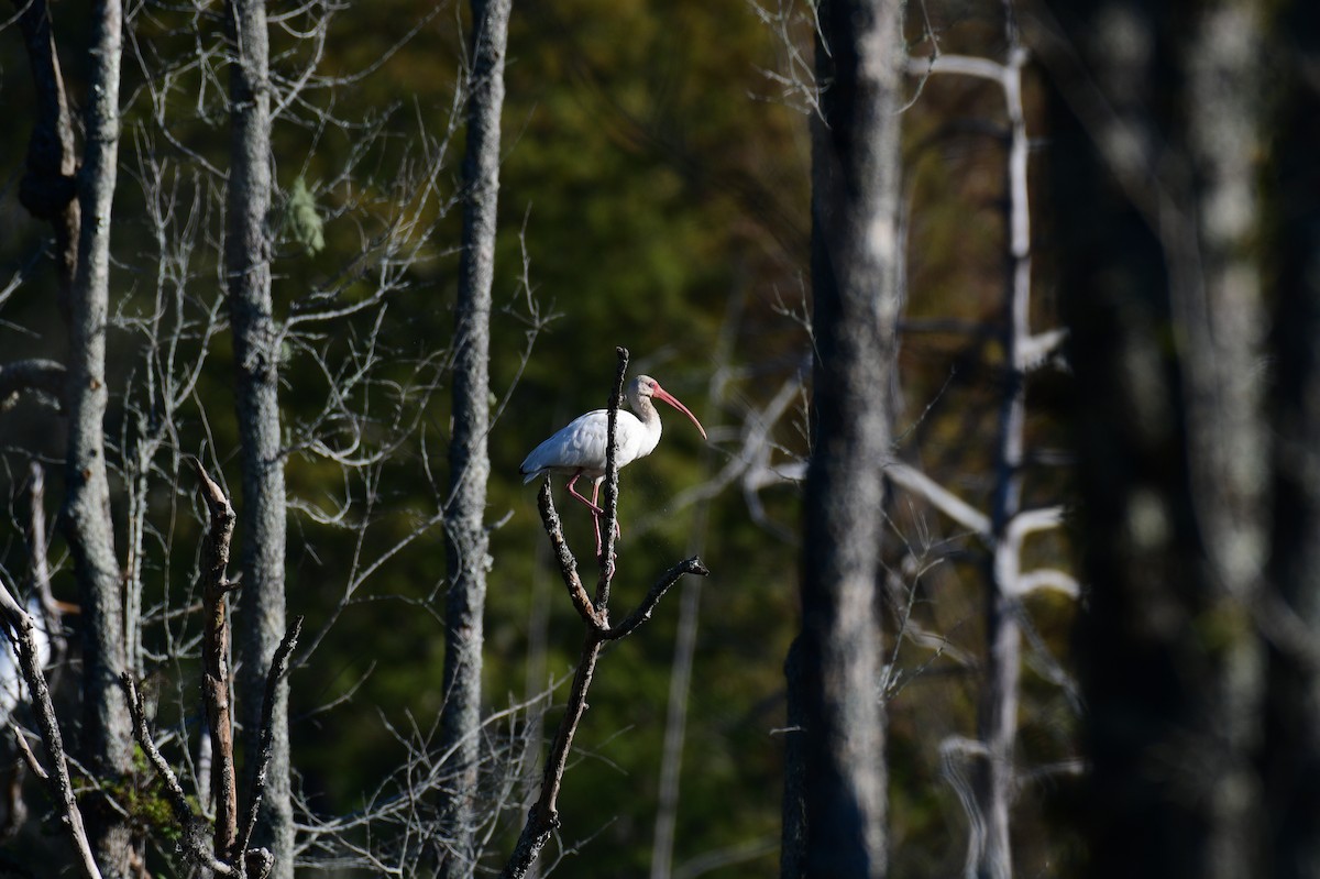 Ibis zuria - ML624809492