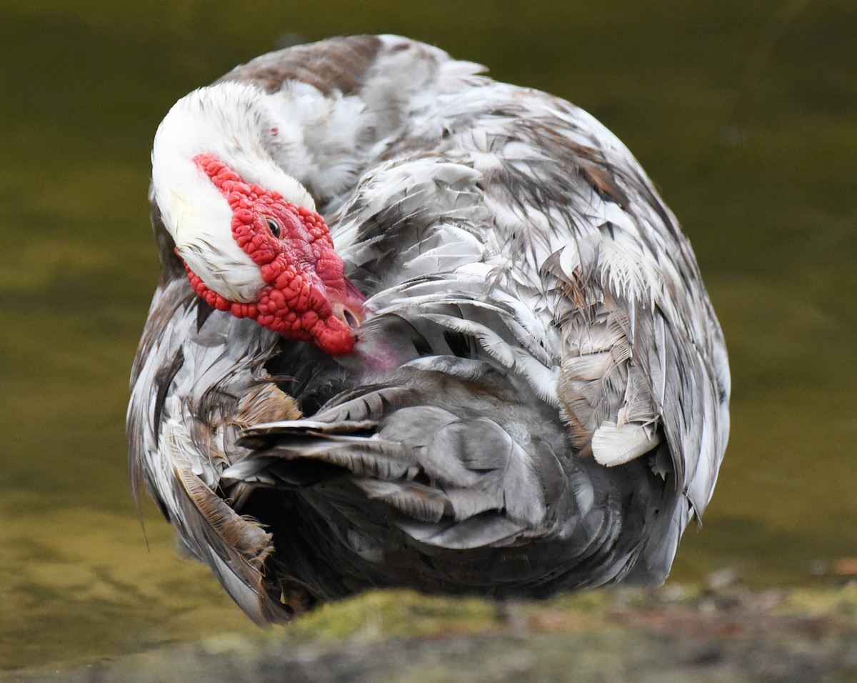 Muscovy Duck (Domestic type) - Mary Hays