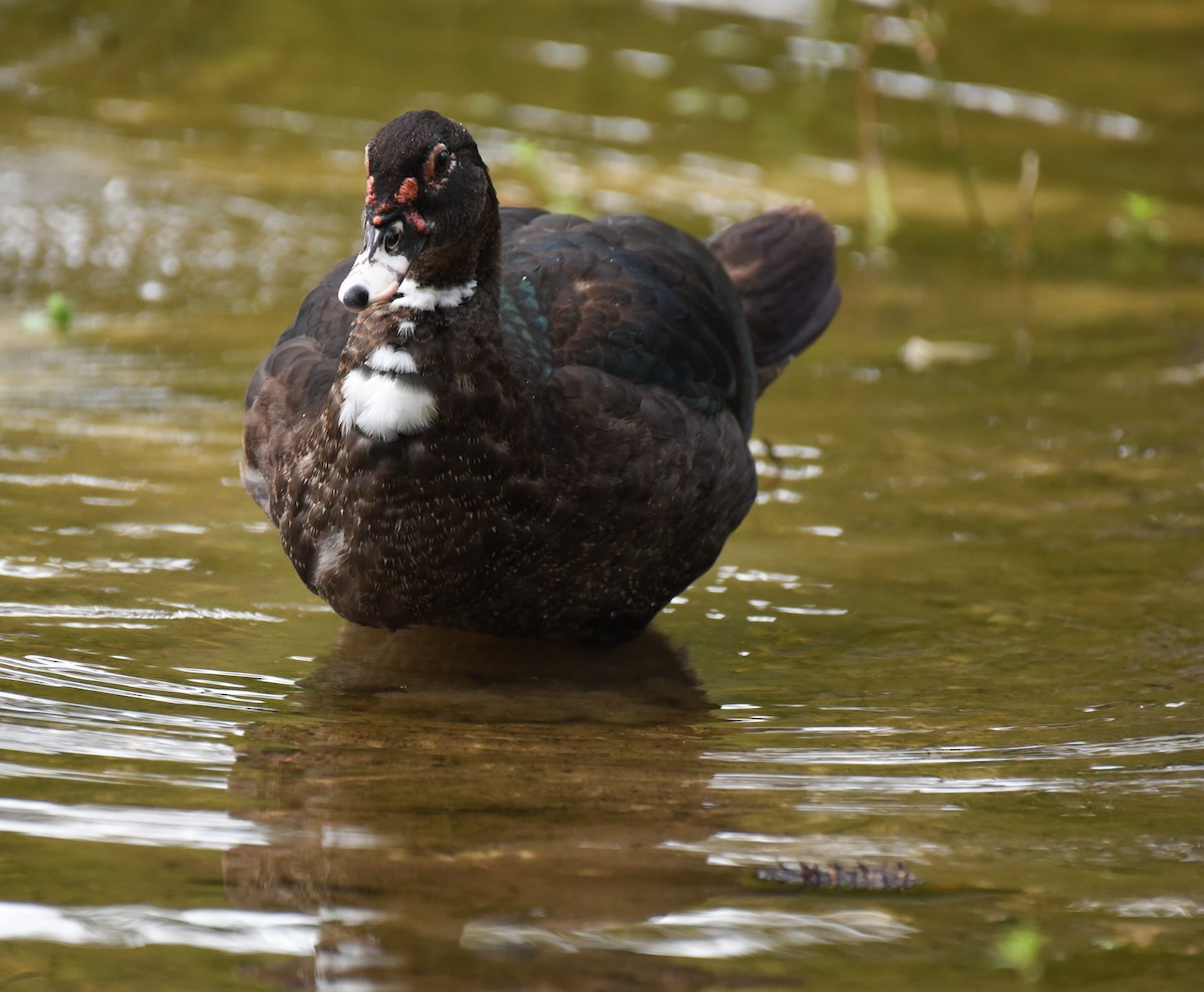 Anatra muta (domestica) - ML624809516