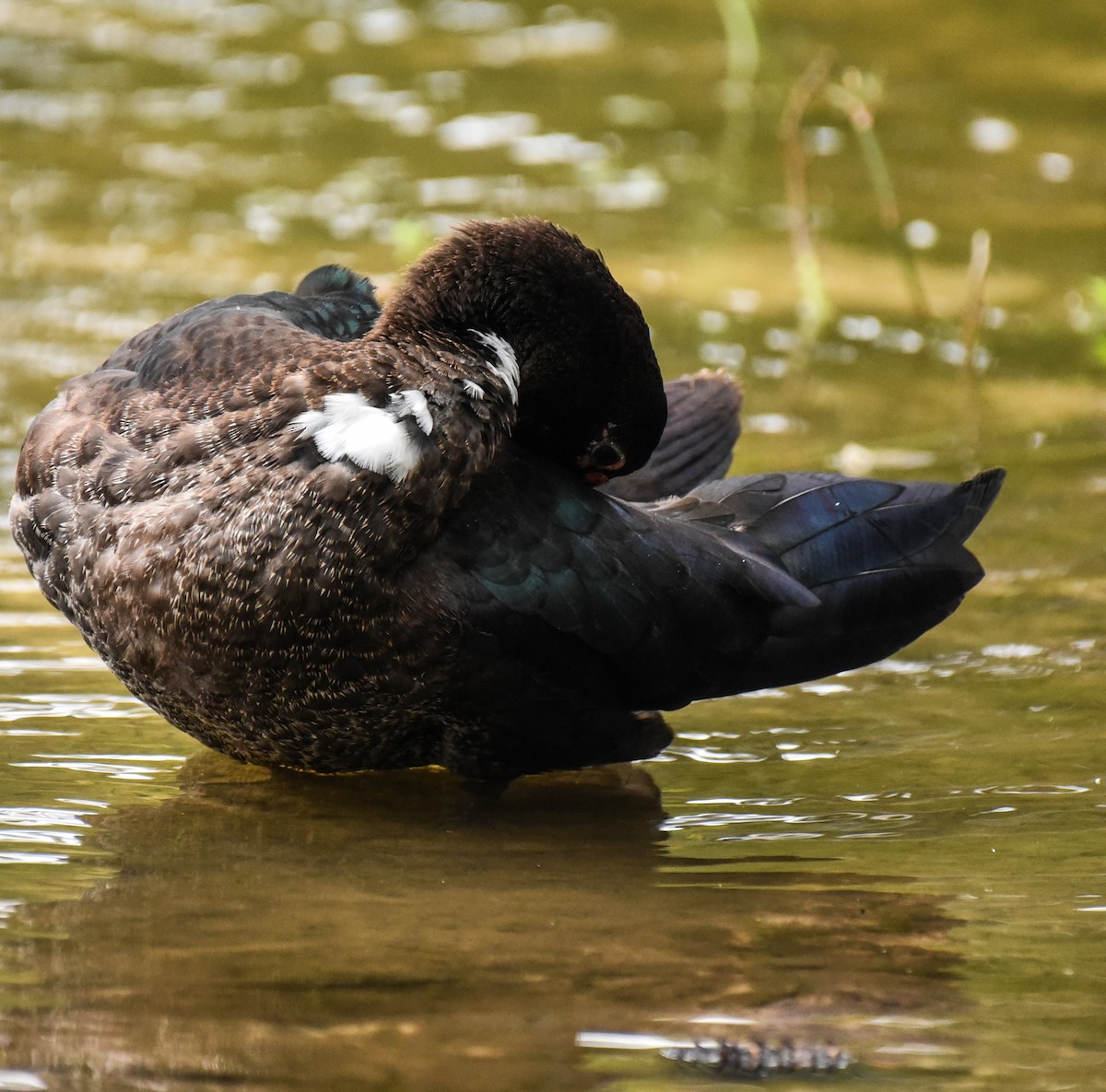 Anatra muta (domestica) - ML624809517
