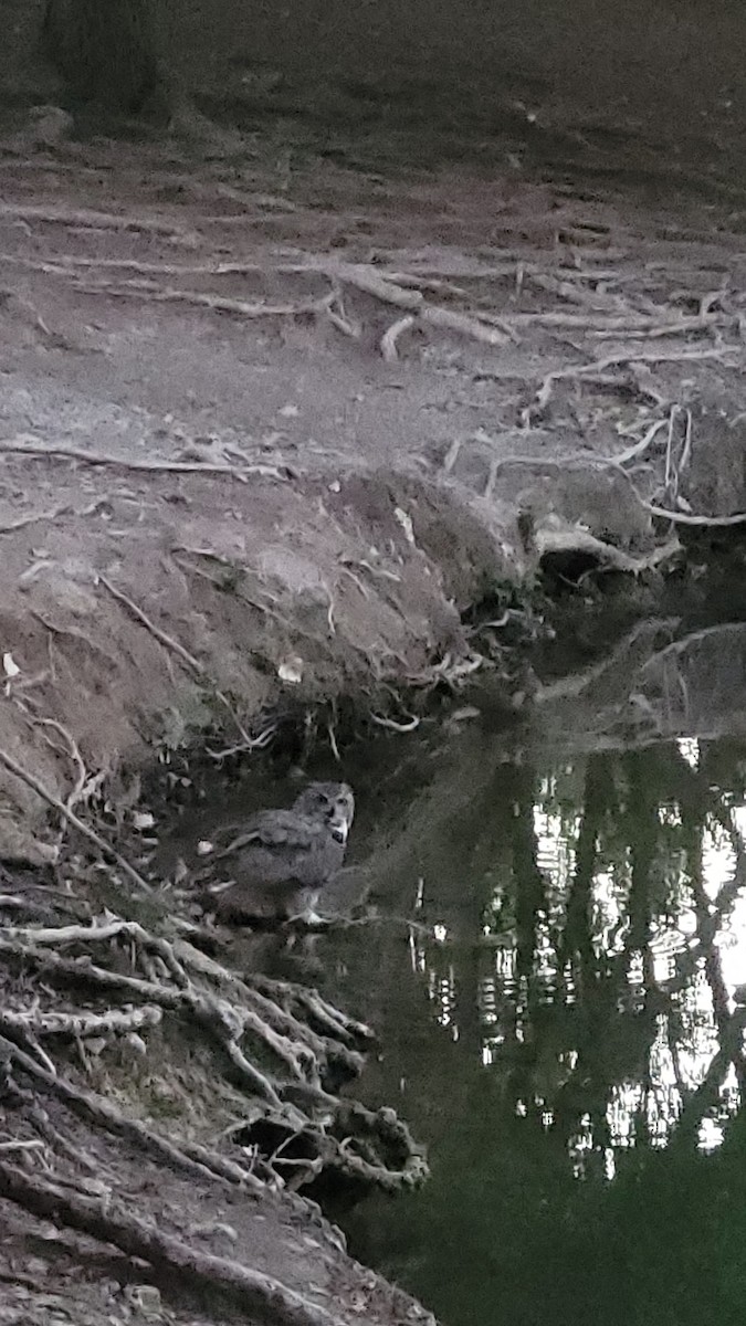 výr virginský - ML624809529