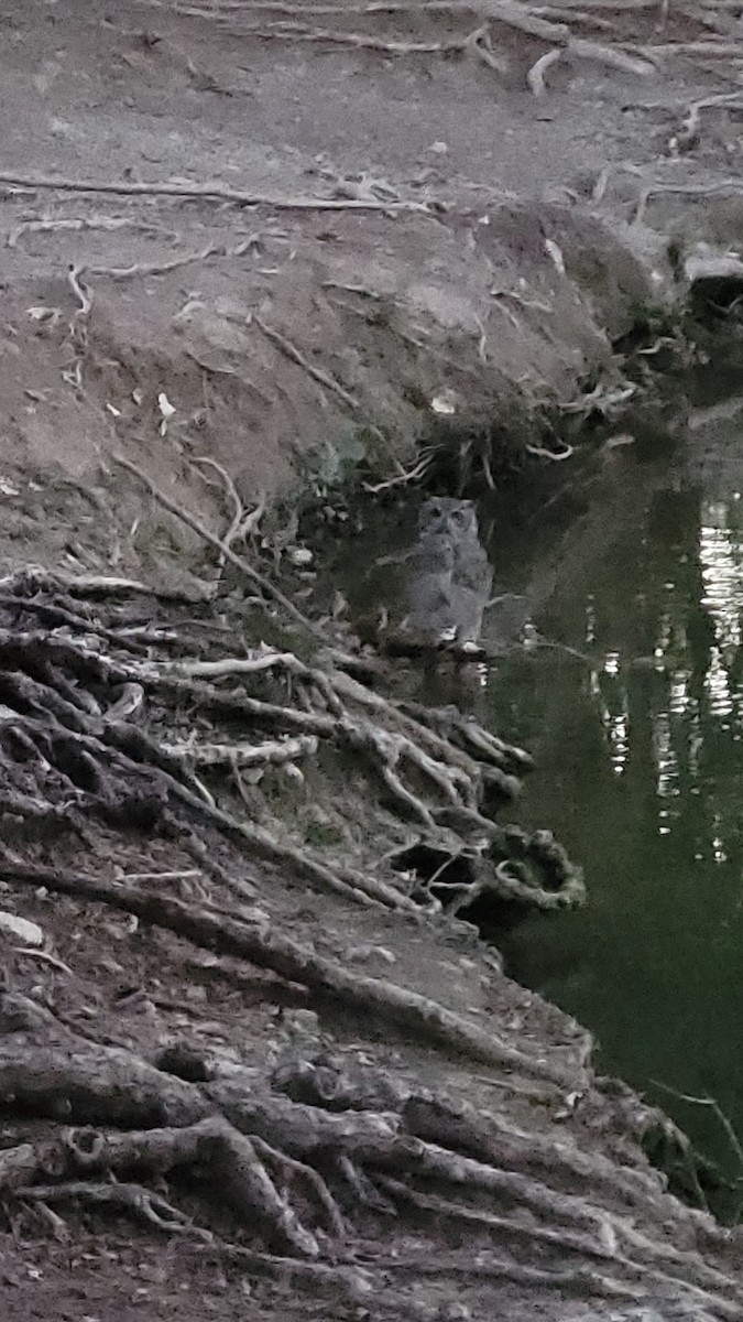 výr virginský - ML624809530