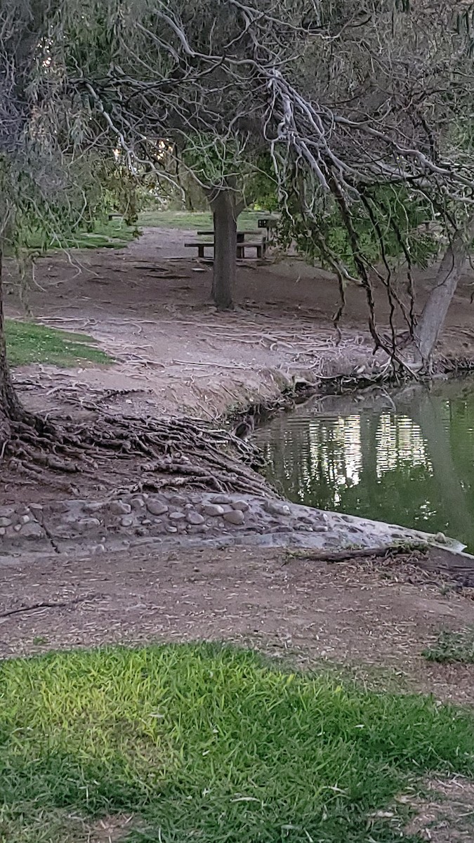 výr virginský - ML624809531