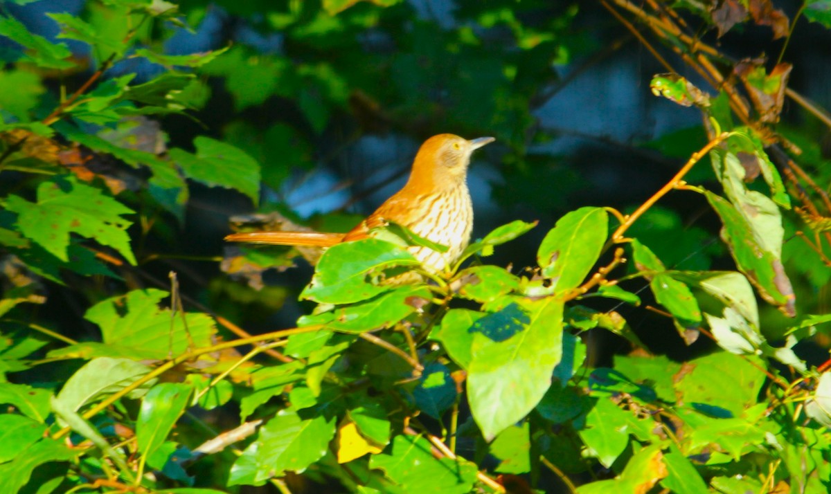 Brown Thrasher - ML624809570