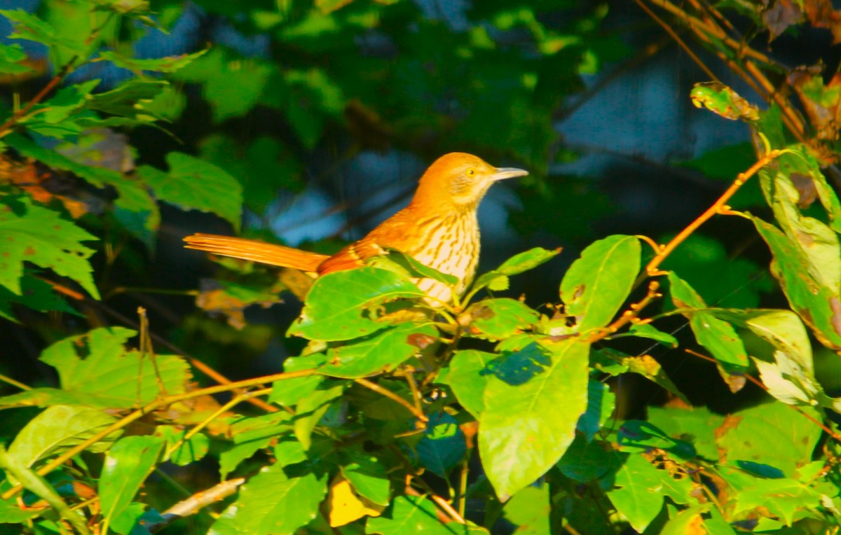 Brown Thrasher - ML624809571