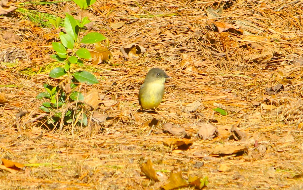 Eastern Phoebe - ML624809608