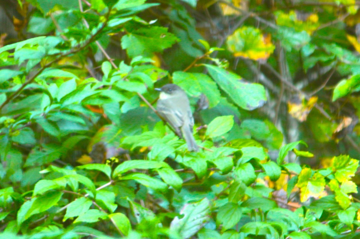 Eastern Phoebe - ML624809610