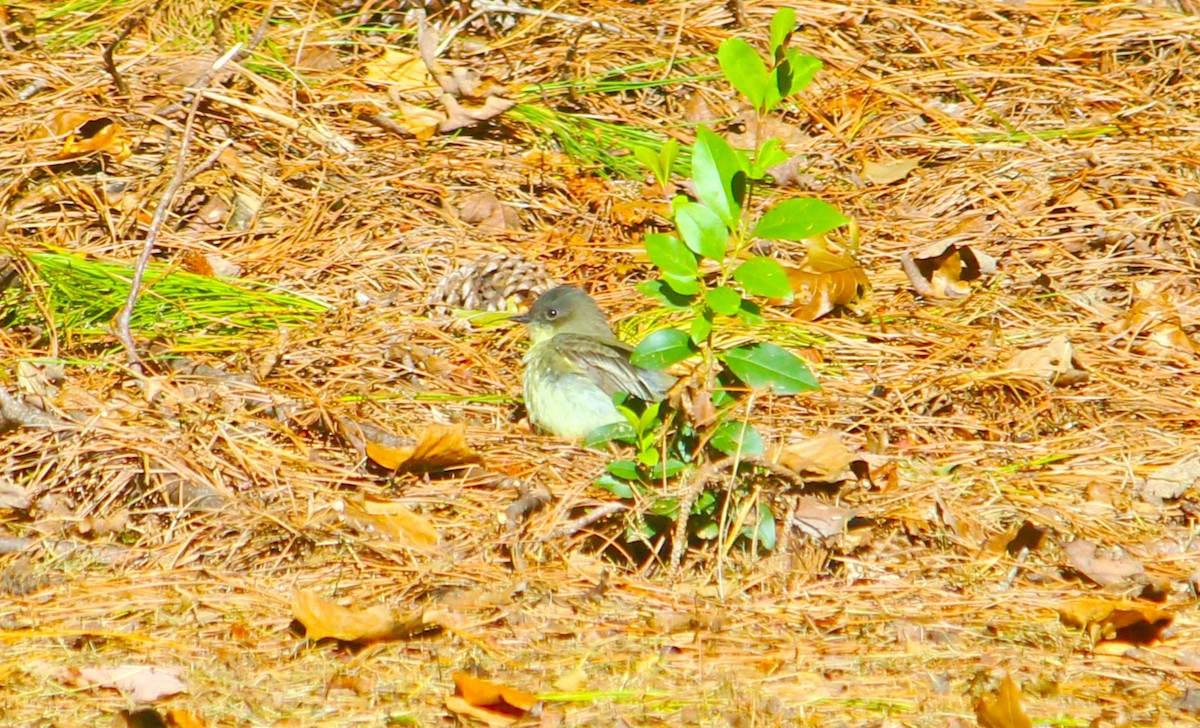 Eastern Phoebe - ML624809611