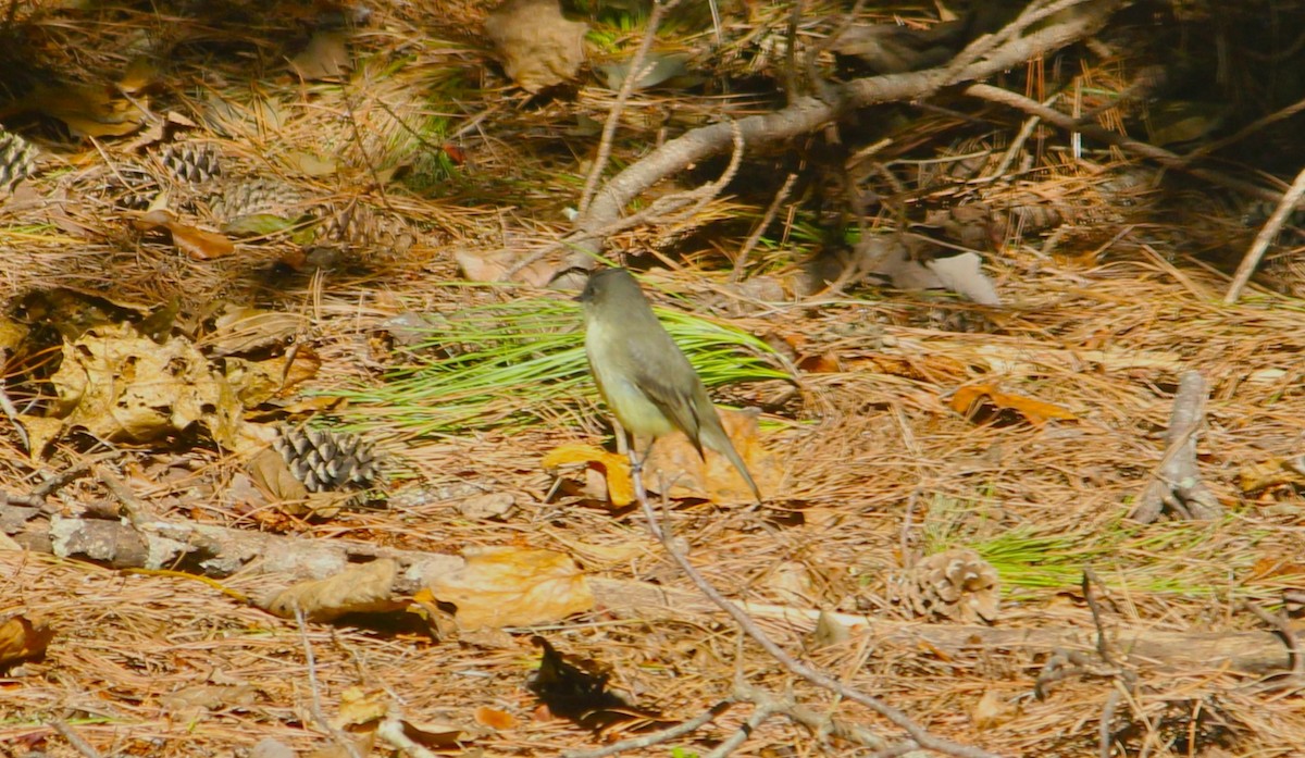 Eastern Phoebe - ML624809612