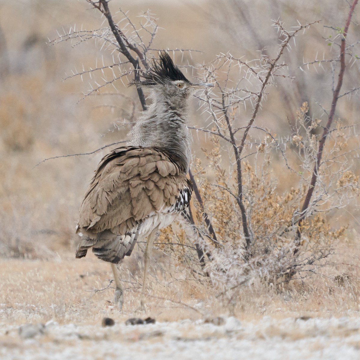 Kori Bustard - ML624809659