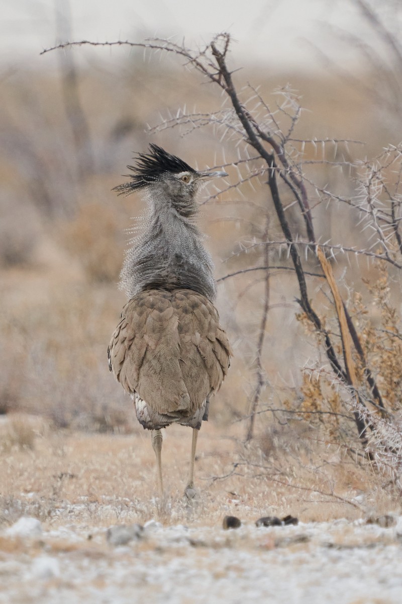 Kori Bustard - ML624809660