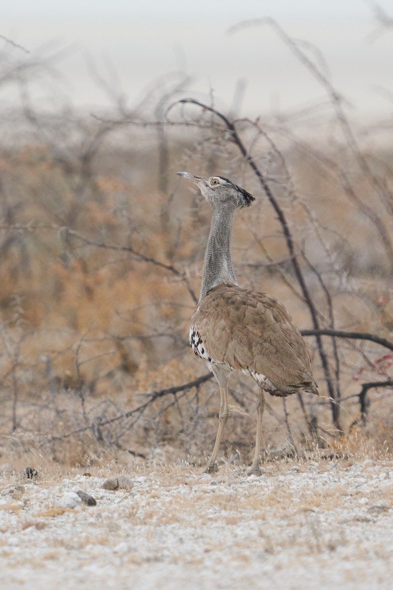 Kori Bustard - ML624809661