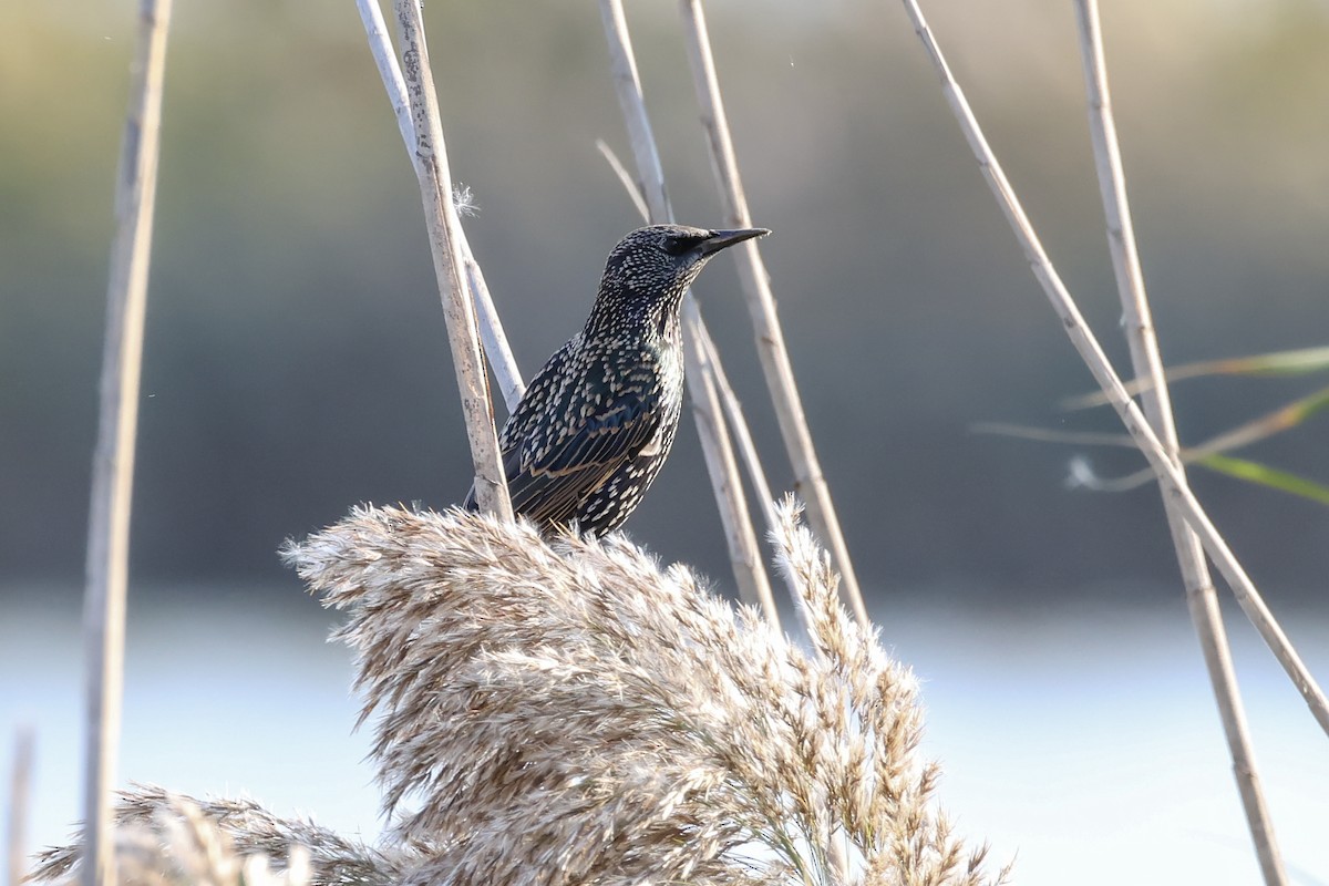 Arabazozo pikarta - ML624809697