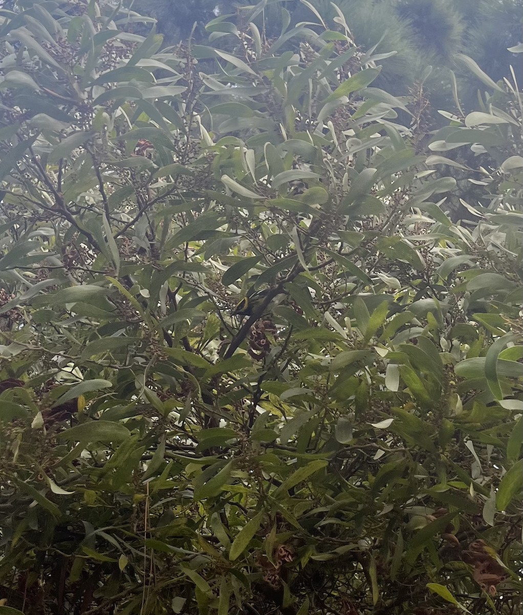 Townsend's Warbler - ML624809715