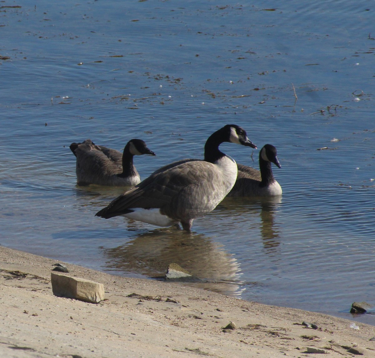 Canada Goose - Steve VanLoh