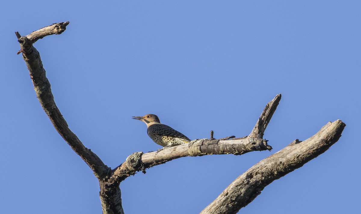 Northern Flicker (Yellow-shafted) - ML624809751
