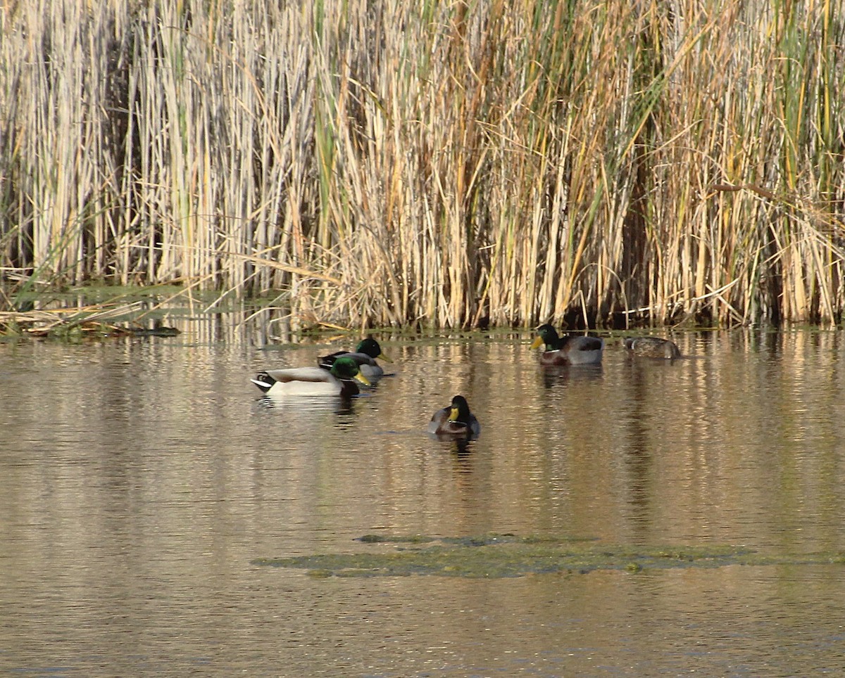 Canard colvert - ML624809776