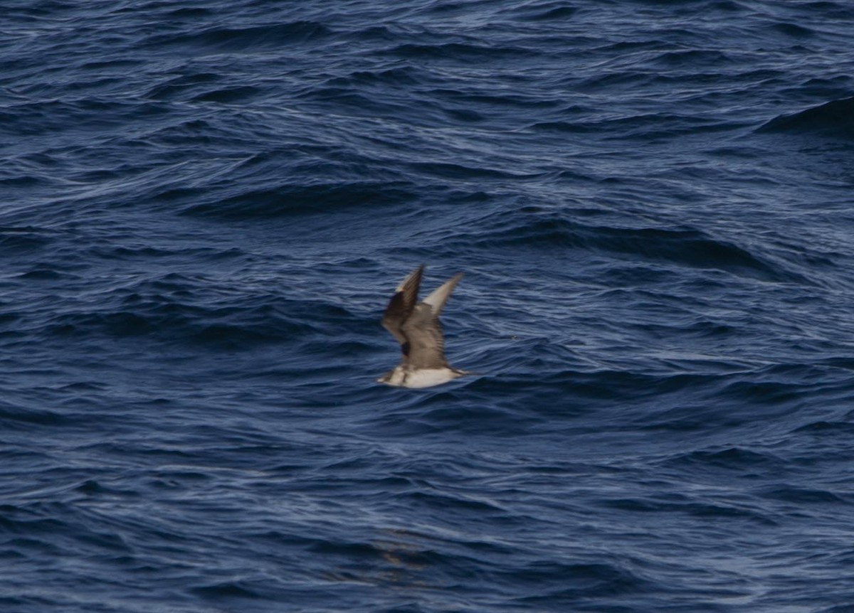 Marikaka isatslaburra - ML624809795