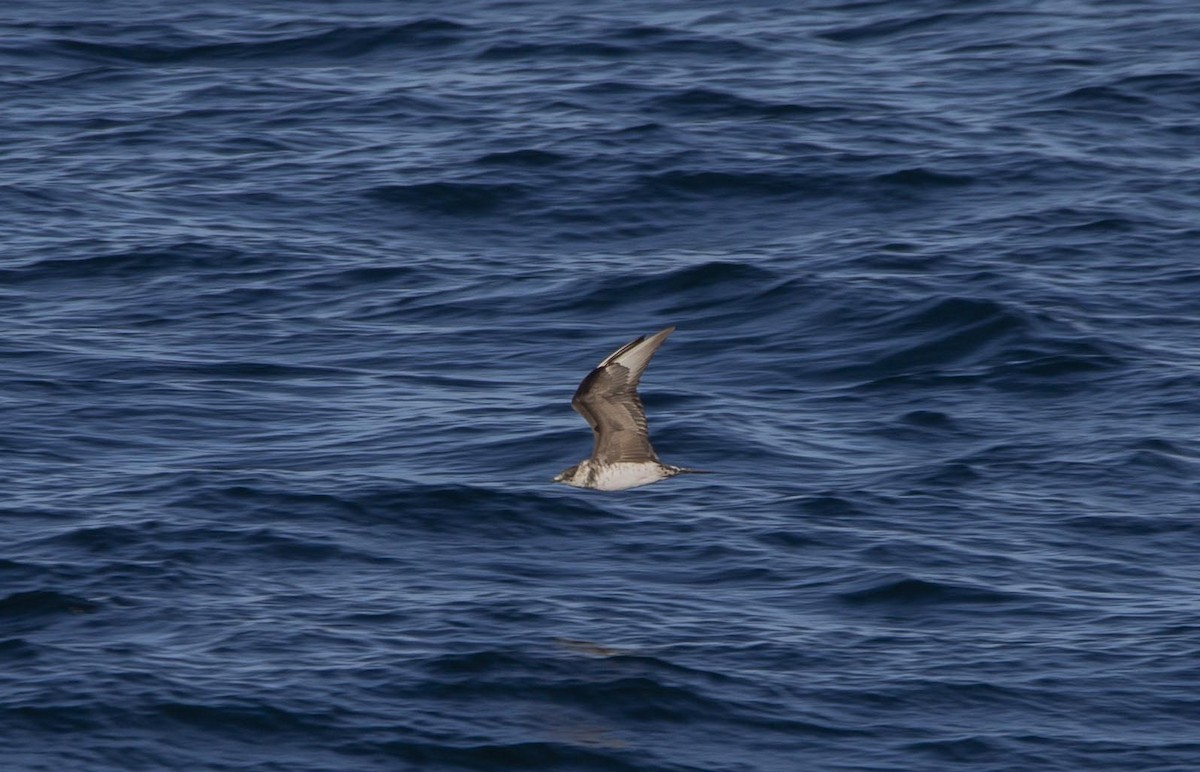 Parasitic Jaeger - ML624809796