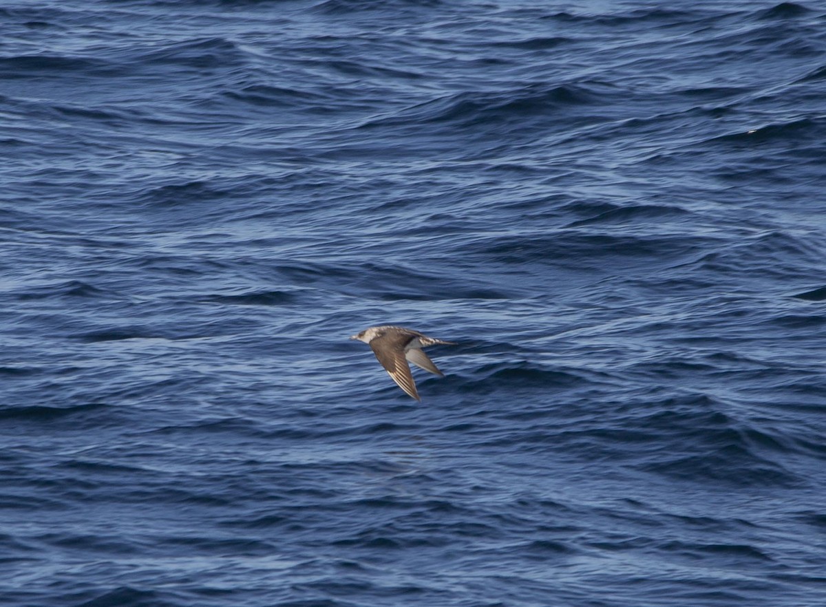 Págalo Parásito - ML624809797