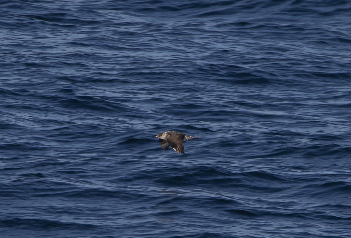 Parasitic Jaeger - ML624809798