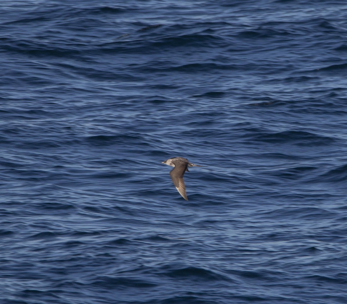 Págalo Parásito - ML624809799