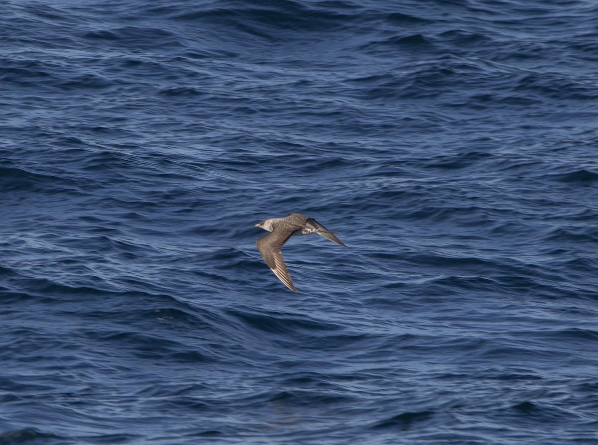 Parasitic Jaeger - ML624809800