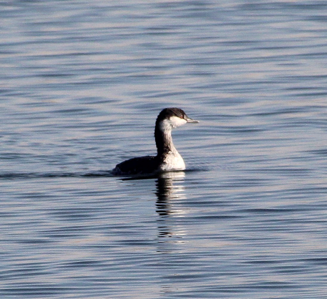 Horned Grebe - ML624809840