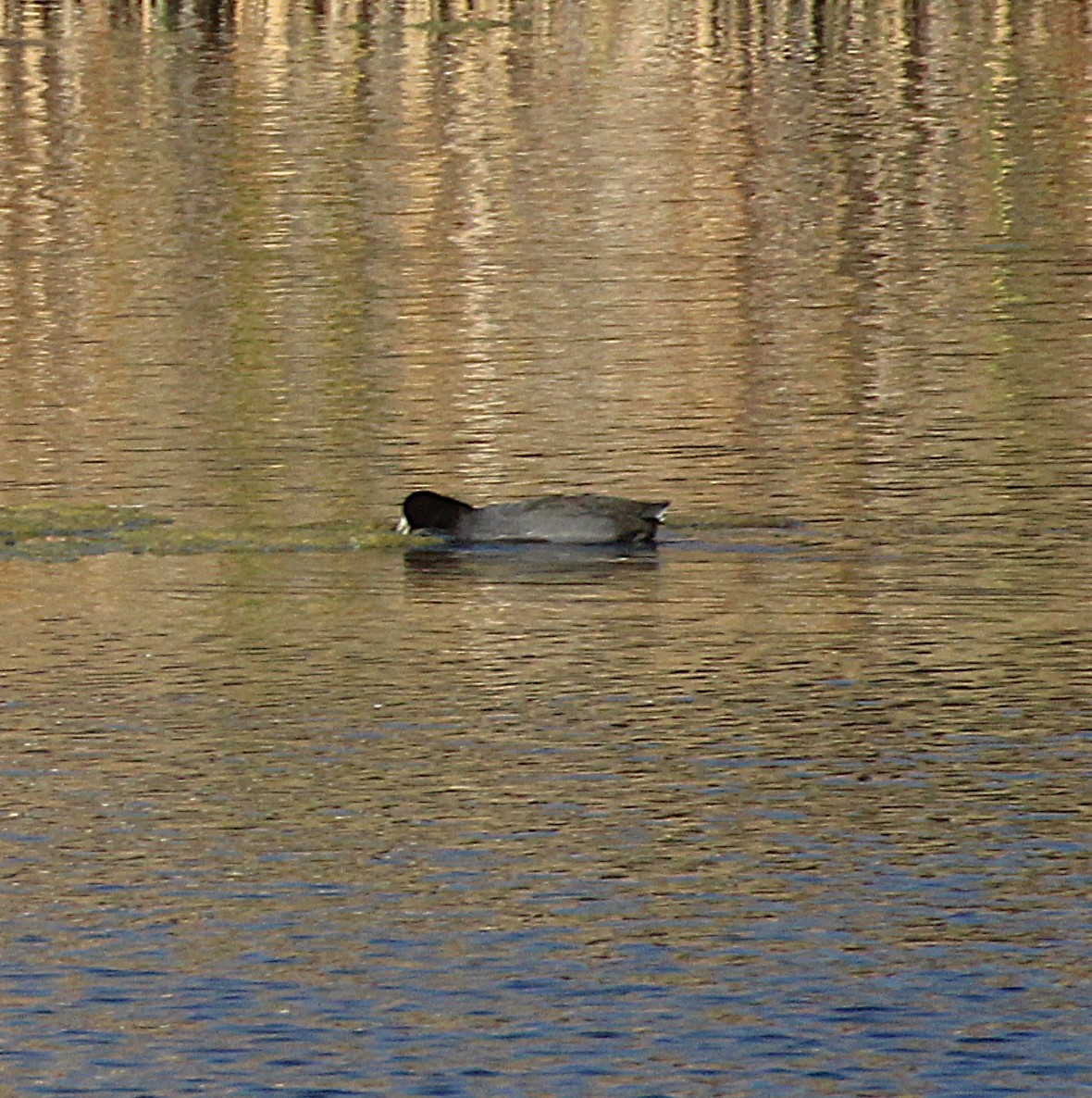 Foulque d'Amérique - ML624809875