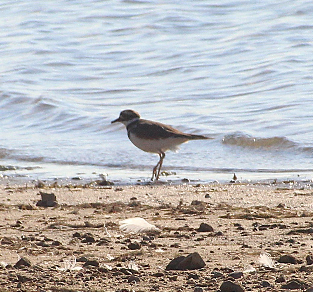 Killdeer - ML624809894