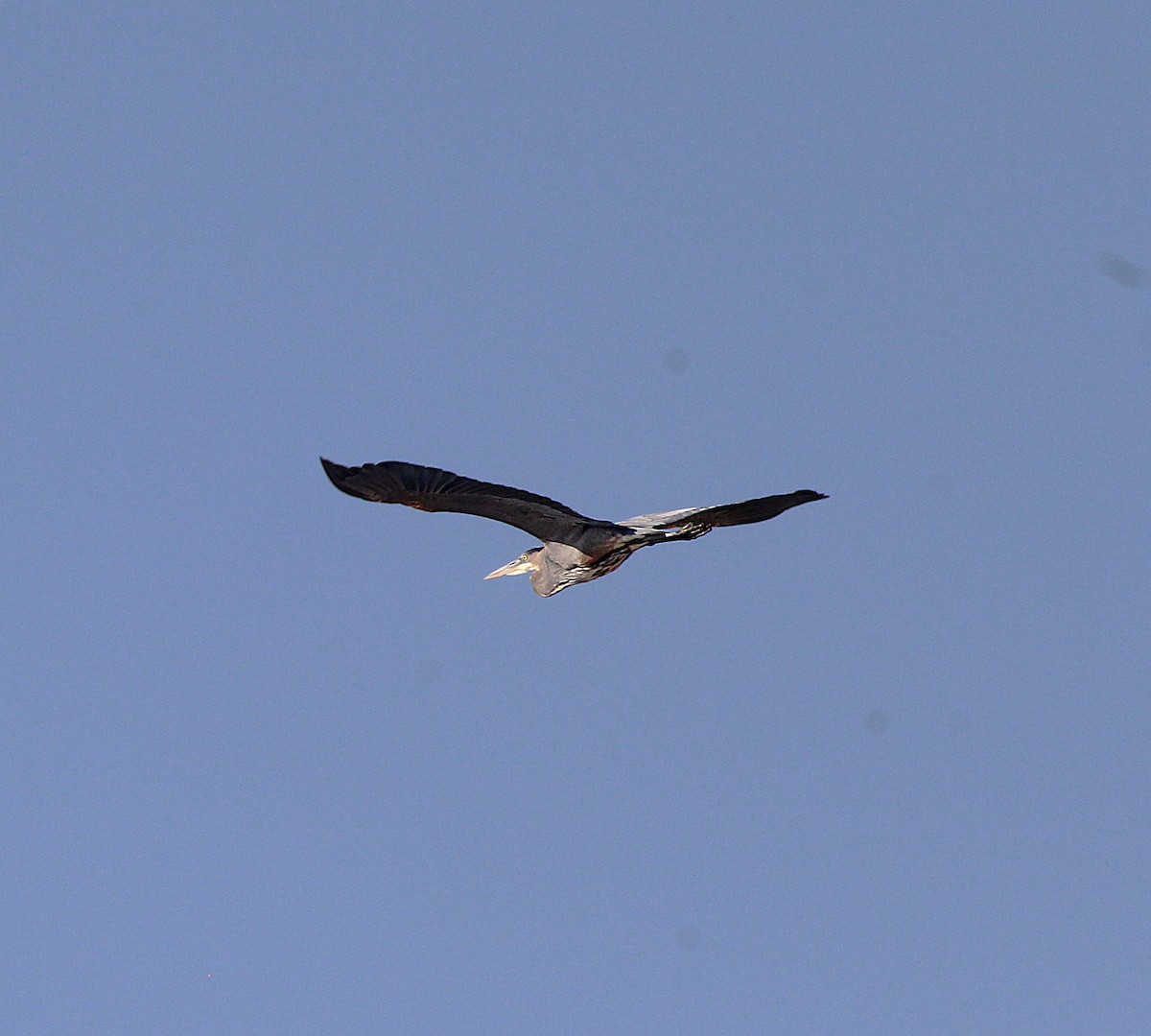 Great Blue Heron - ML624809917