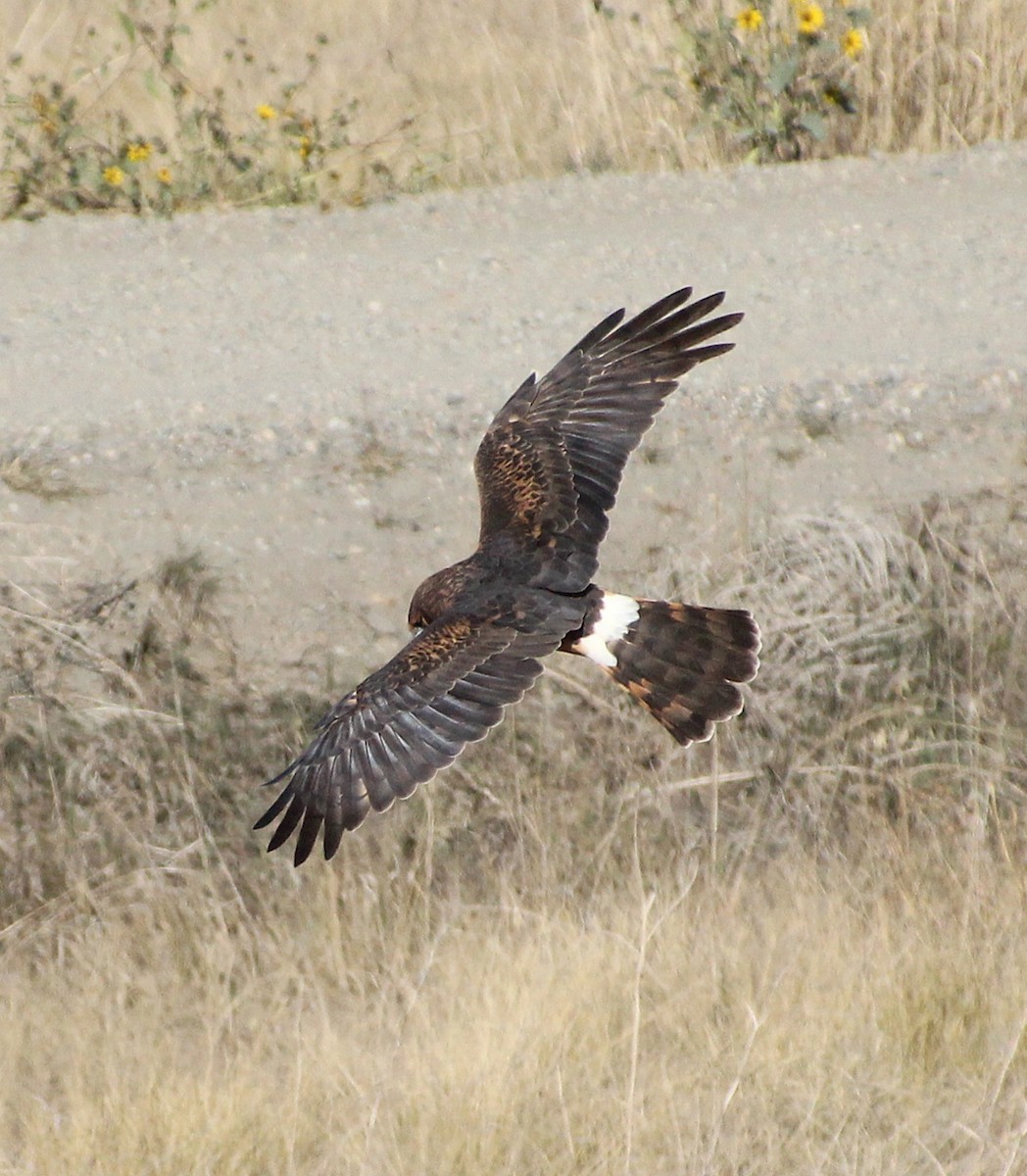 Northern Harrier - ML624809942