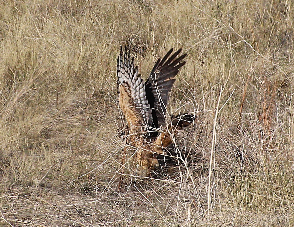 Northern Harrier - ML624809968