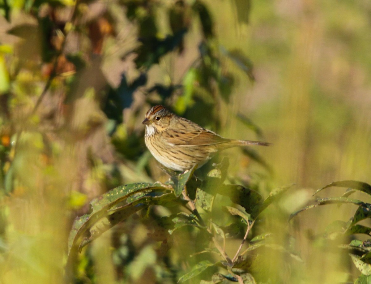 Lincoln's Sparrow - ML624810312