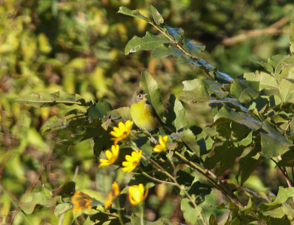 Nashville Warbler - ML624810341