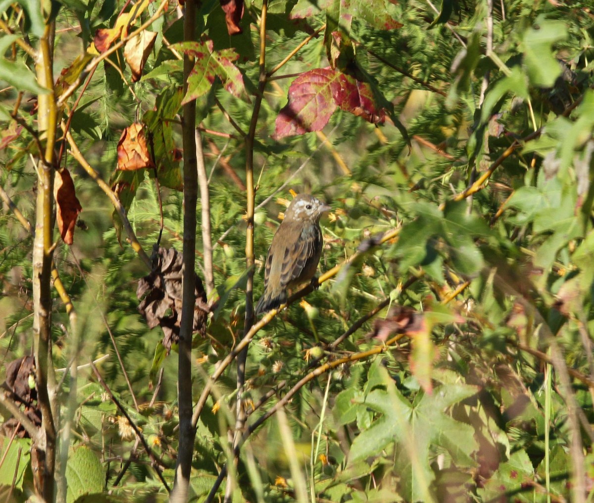 Indigo Bunting - ML624810351
