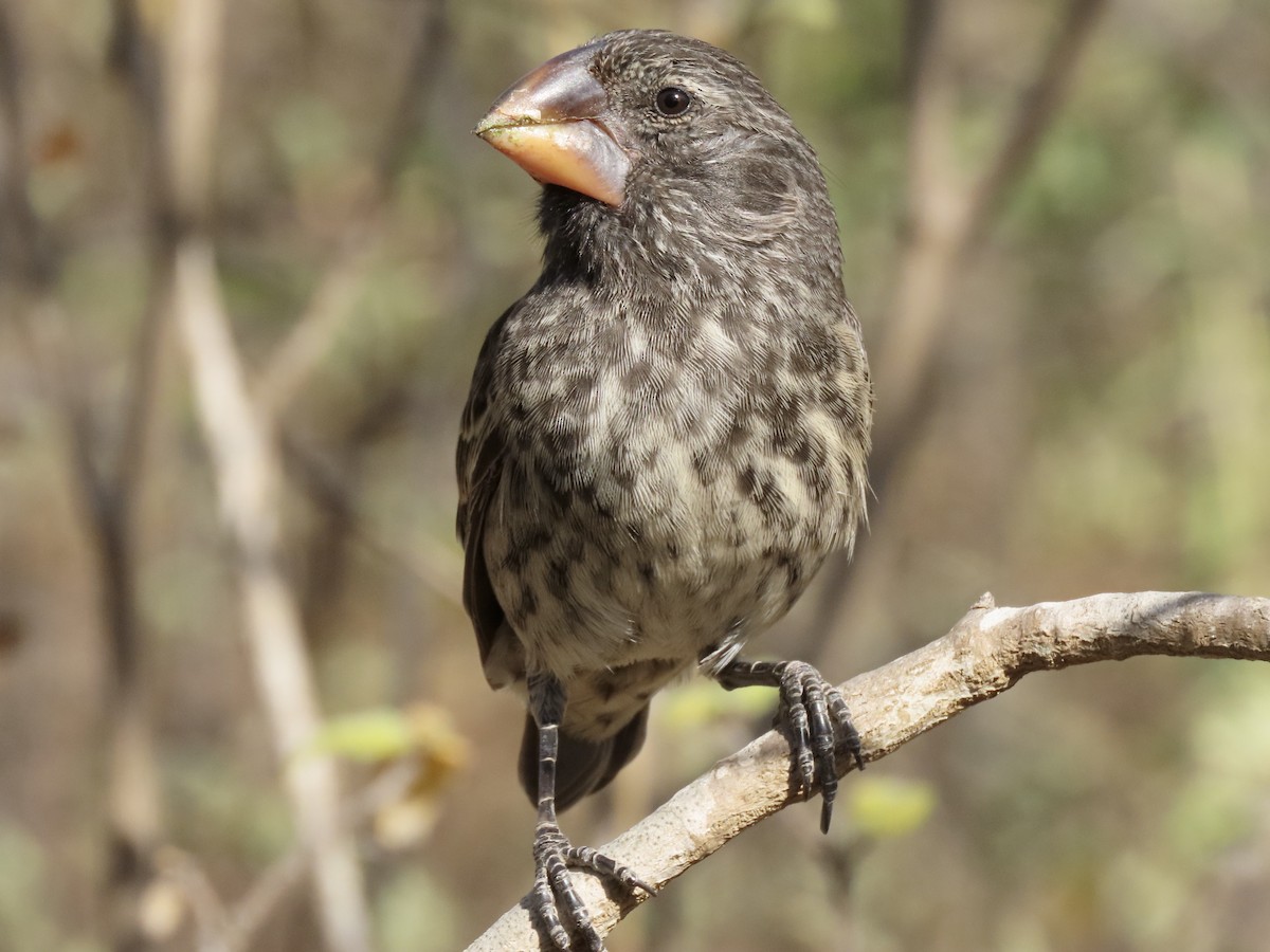 Large Ground-Finch - ML624810406