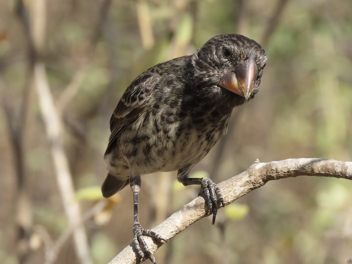 Large Ground-Finch - ML624810427