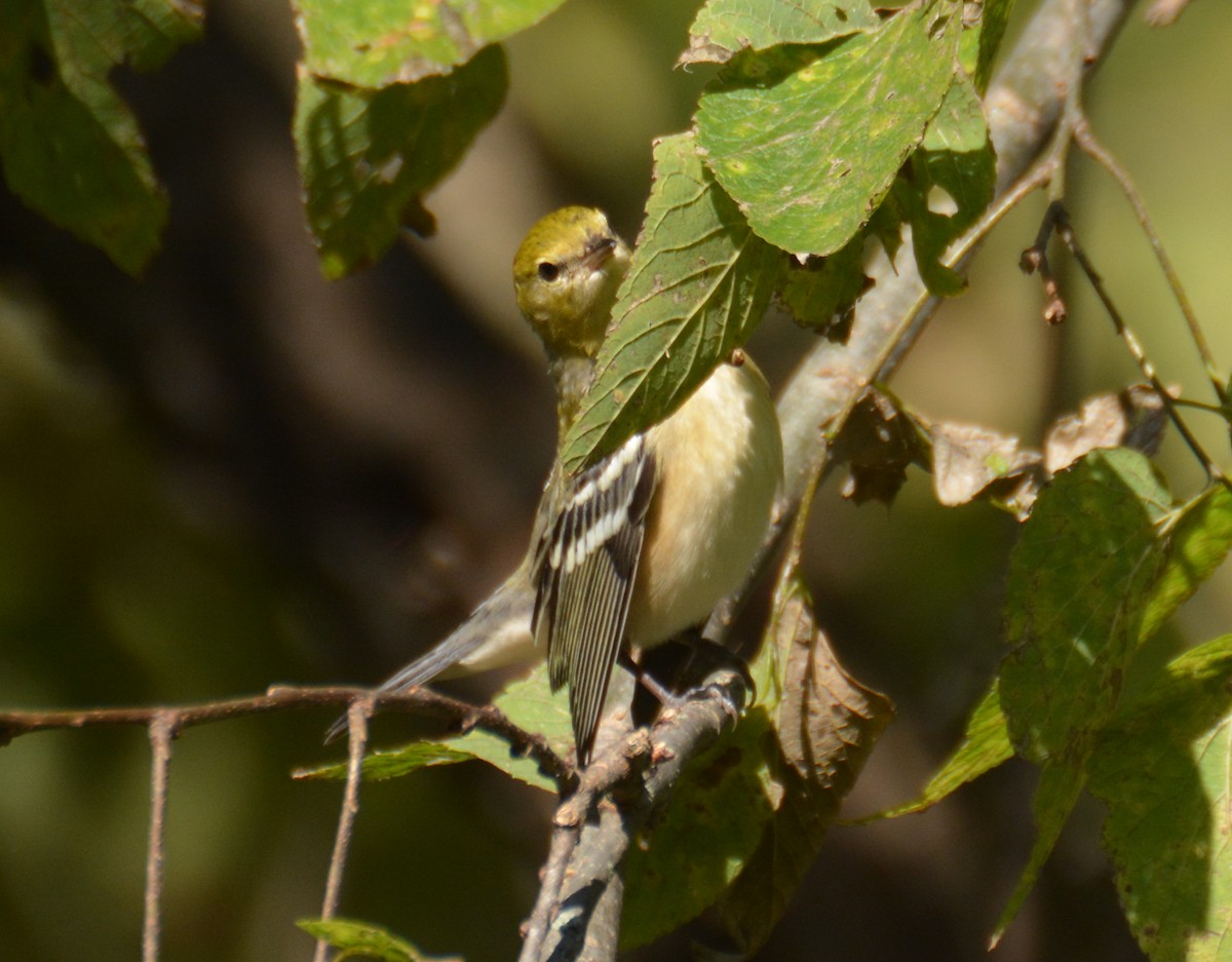 Bay-breasted Warbler - ML624810481