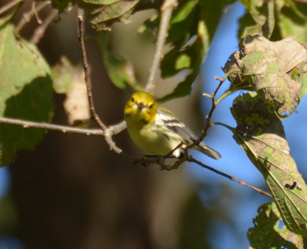 Black-throated Green Warbler - ML624810487
